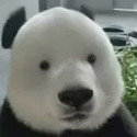 BIAO