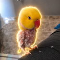 Kadu / SOL
