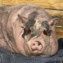 Waddles