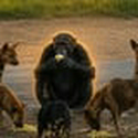 Chimpanzee