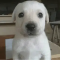 Perro / Gato