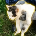 ELCATO