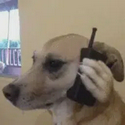 CallDog