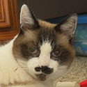 KITLER