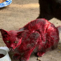 $Redcat