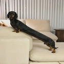 OSCAR