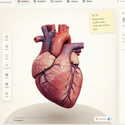 Anatomy 