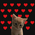 LIKECAT / SPCX