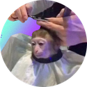 monk