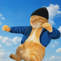 vibecat / SOL