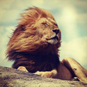 LION / SOL