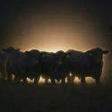 HERD