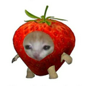 SCAT / SOL