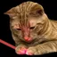 LAZERCAT