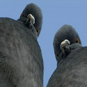 PIGEONS
