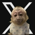 XMONKEY / SOL