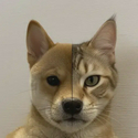 LUNA / SOL