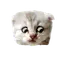 Advocat