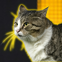 ANFIELDCAT