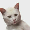 PissedCat