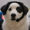 $CALLDOG