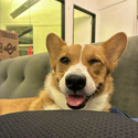 Corgi / SOL