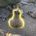 Buttcoon
