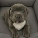 bully