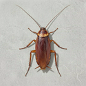 COCKROACH / SOL