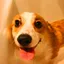 CORGI