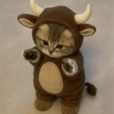 bullcat