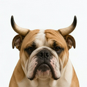 bulldog