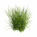 GRASS