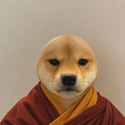 taodog / SOL