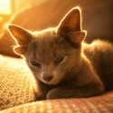 Fennekin