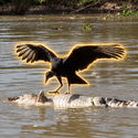 Vulture / SOL