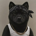 dawg