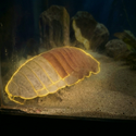 Isopod