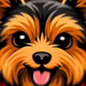 YORKIE