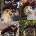 Pawtroopers