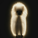 glowdog
