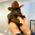Peanut