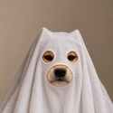 Ghosts