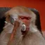 MONKEPHONE