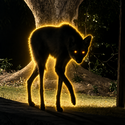 LOBO / SOL