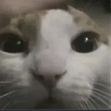SCAT / NVDAx