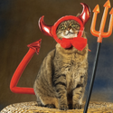 DARECAT / USDC