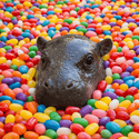 JELLYBEAN