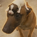 dog²