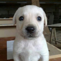 whitedog